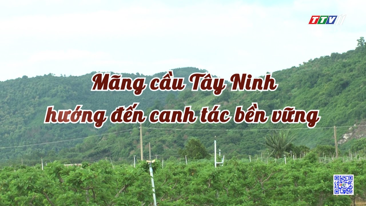 Mãng cầu Tây Ninh hướng đến canh tác bền vững | Nông nghiệp Tây Ninh | TayNinhTV